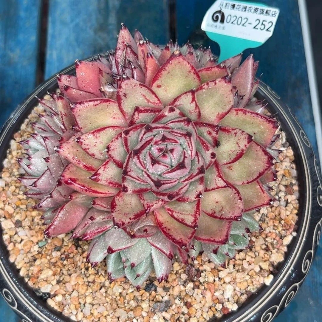 多肉一物一拍0202-252