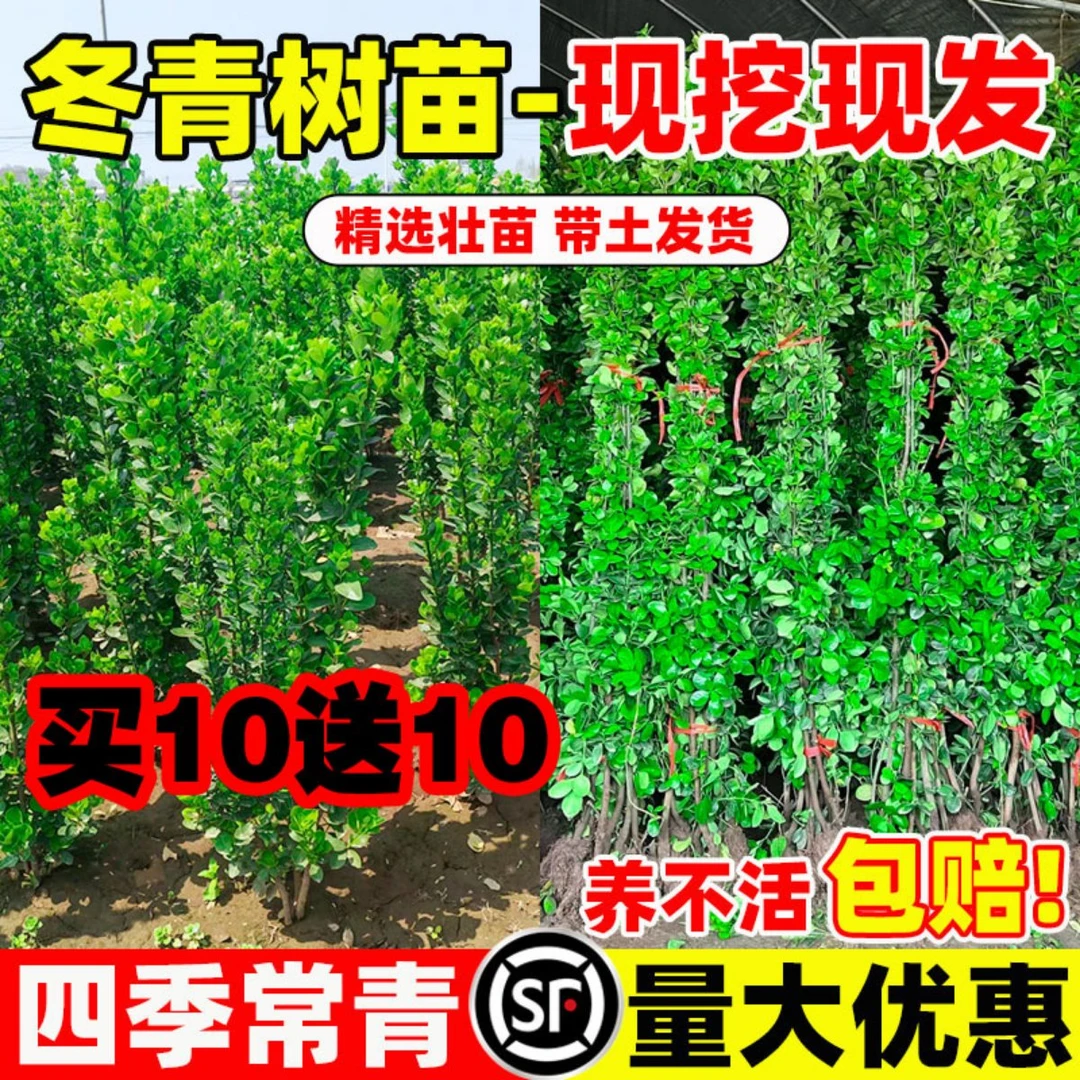 北海道黄杨苗常绿篱花园围墙篱笆绿化植物四季青法国冬青树苗丛生