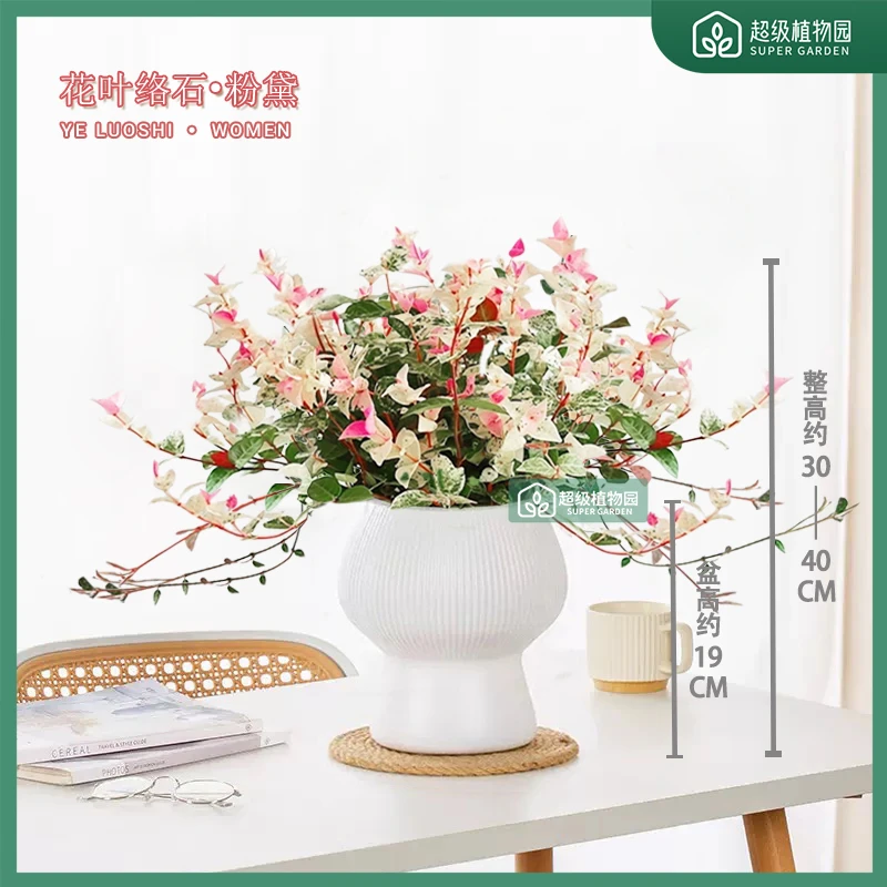 花叶络石彩叶缤纷植物盆栽室内客厅观叶盆景办公室四季好养绿植