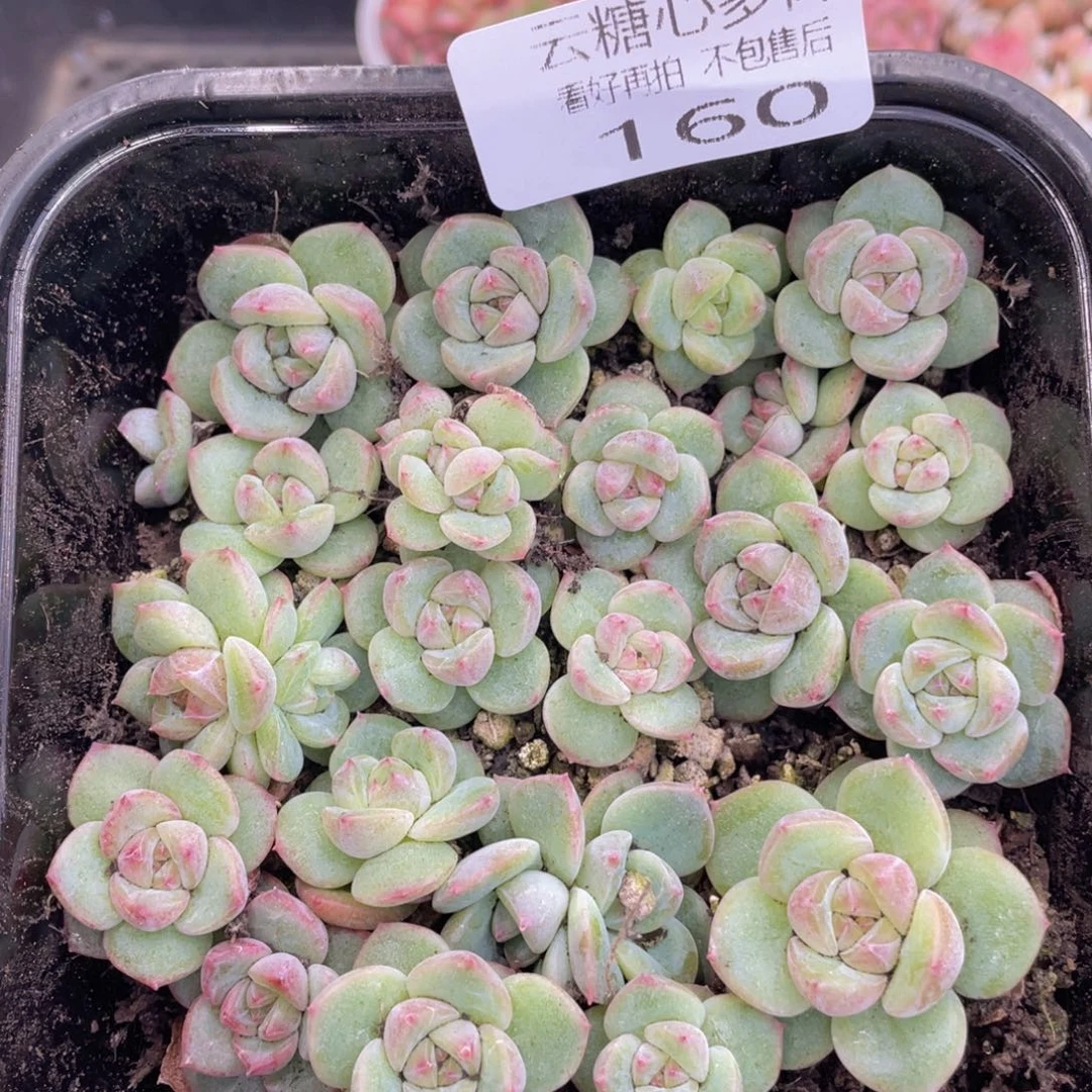 云糖心多肉植物160