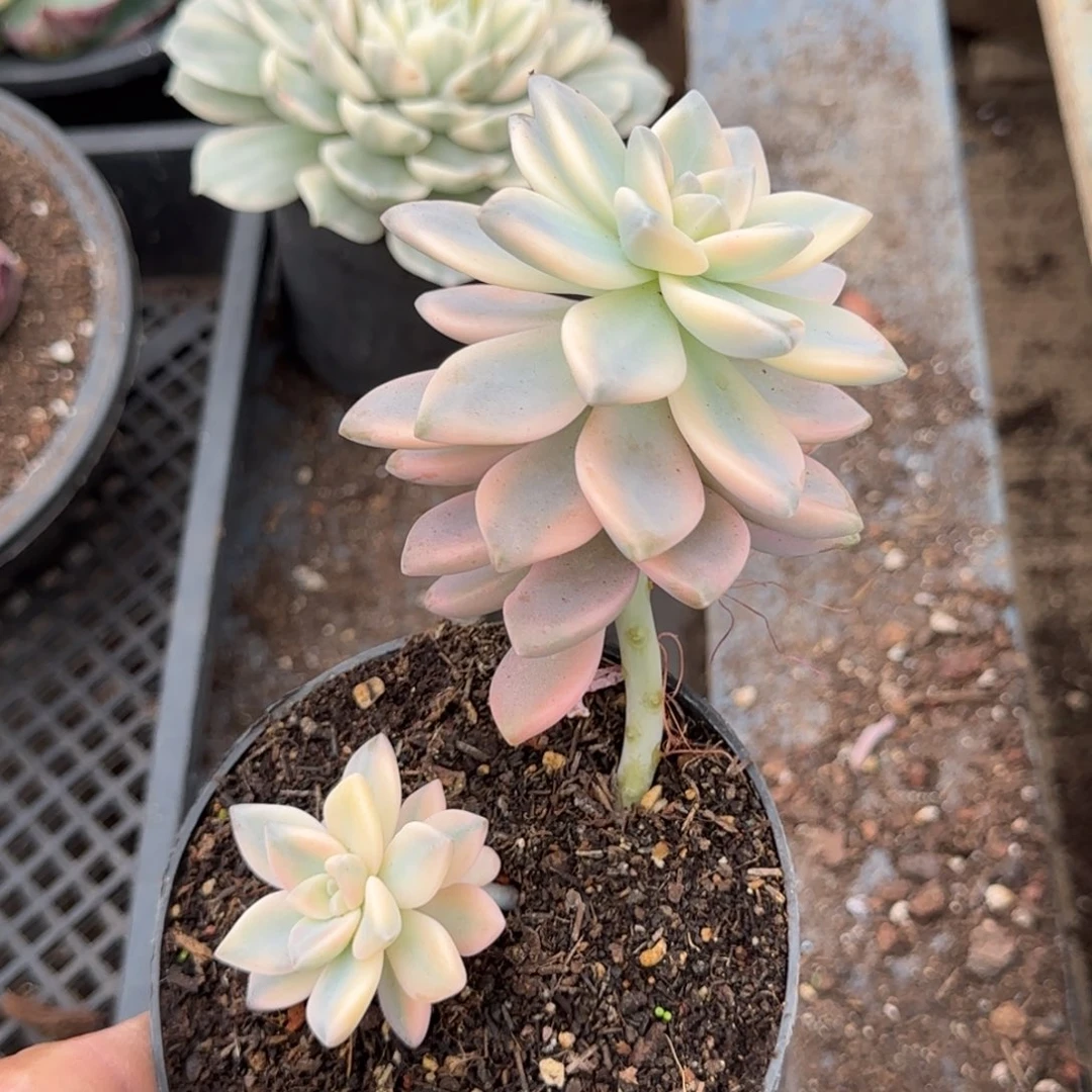 淡雪锦惊鸿一物一拍包装收缩花旱