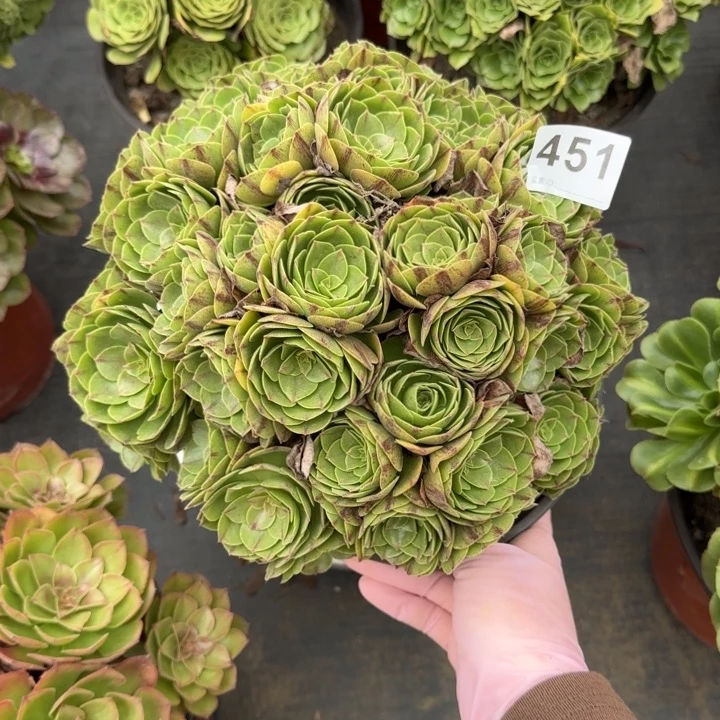 ****州多肉植物提取精华451