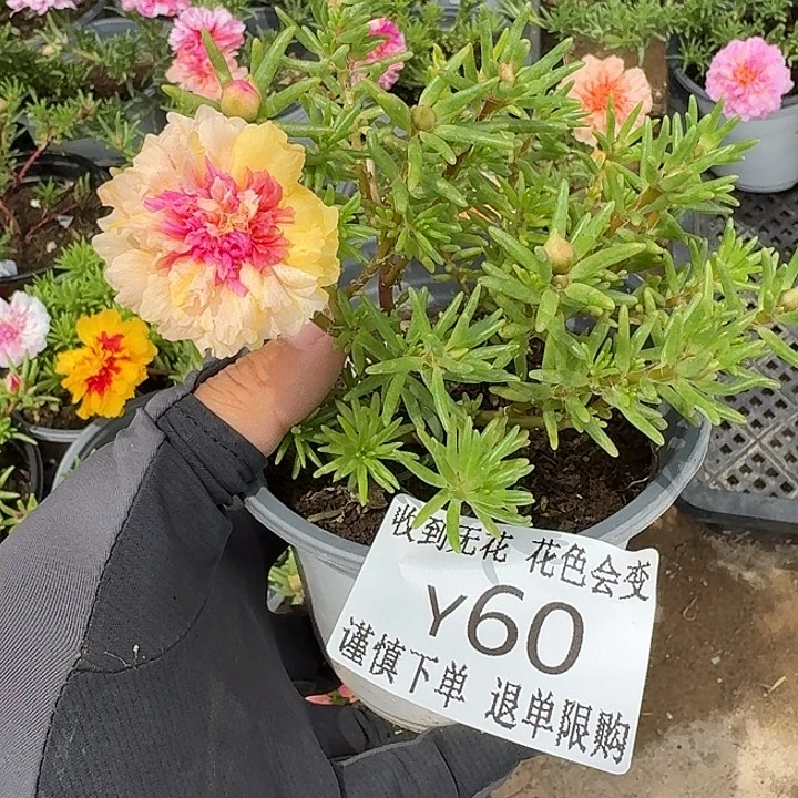 Y060量拍草莓甜心不售后超小苗花色会变盆口11