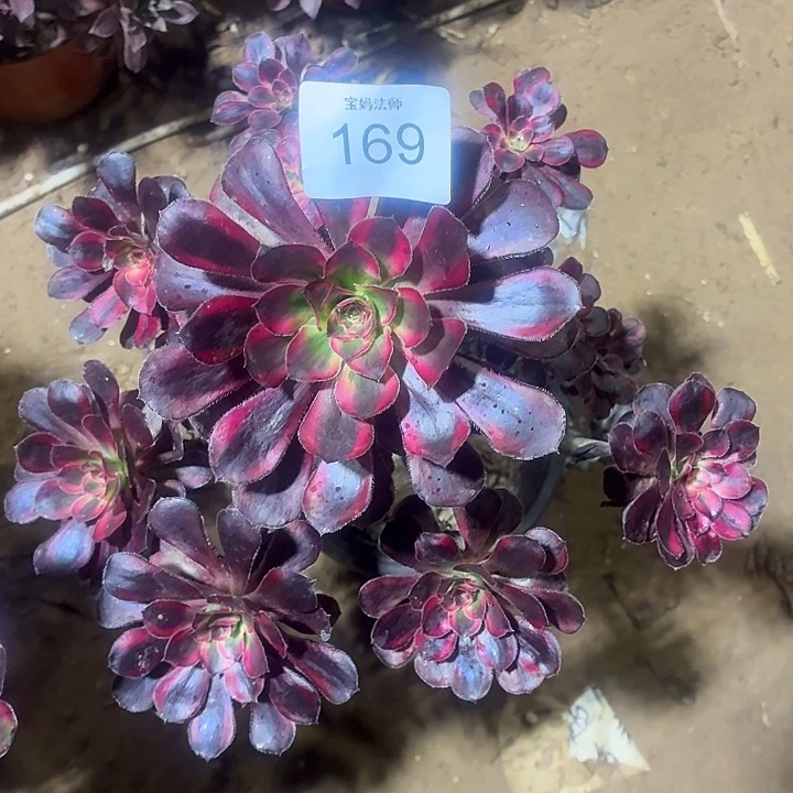 169号一物一拍1棵15.8有断枝