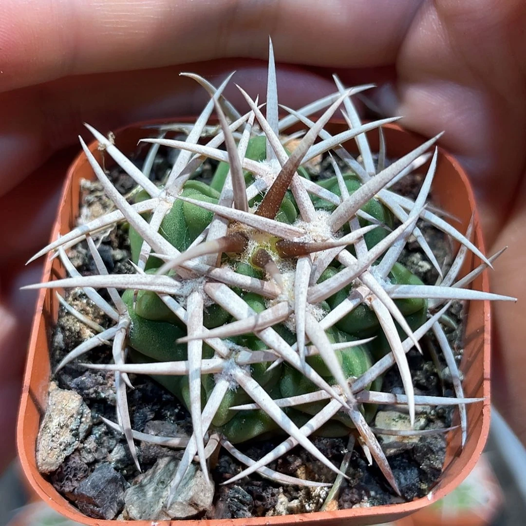 4cm实生控养白粗刺五十铃碧岩玉