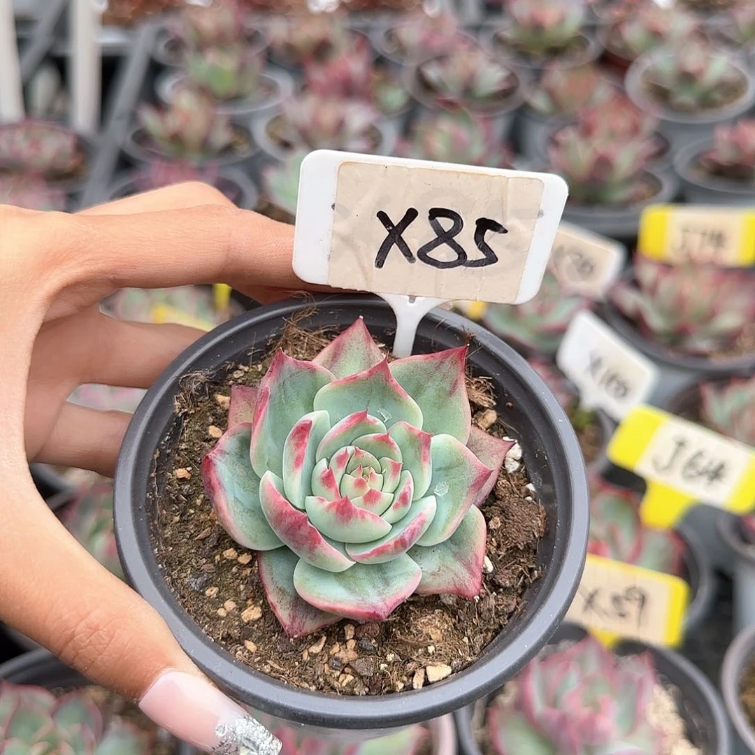 爱****菇惊鸿仙子X85多肉