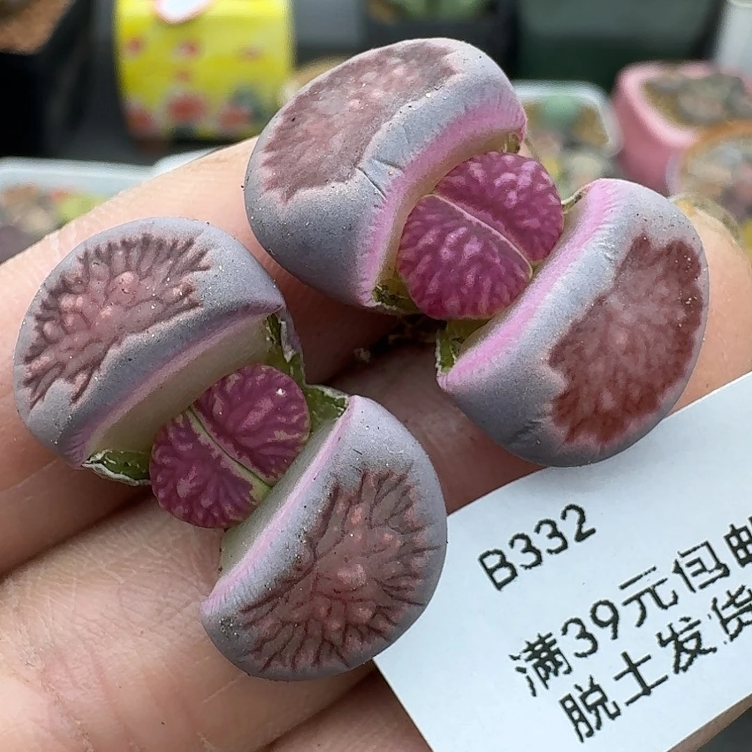 332多肉哈哈哈哈哈哈哈