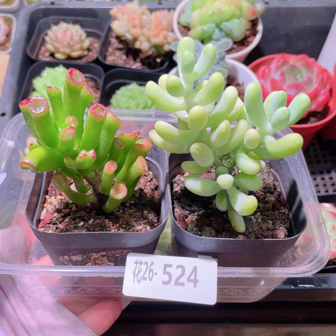 花利美26-524吸财树➕香蕉美人