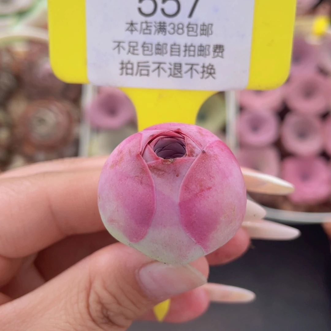 山地玫瑰557满38包邮裸根发货