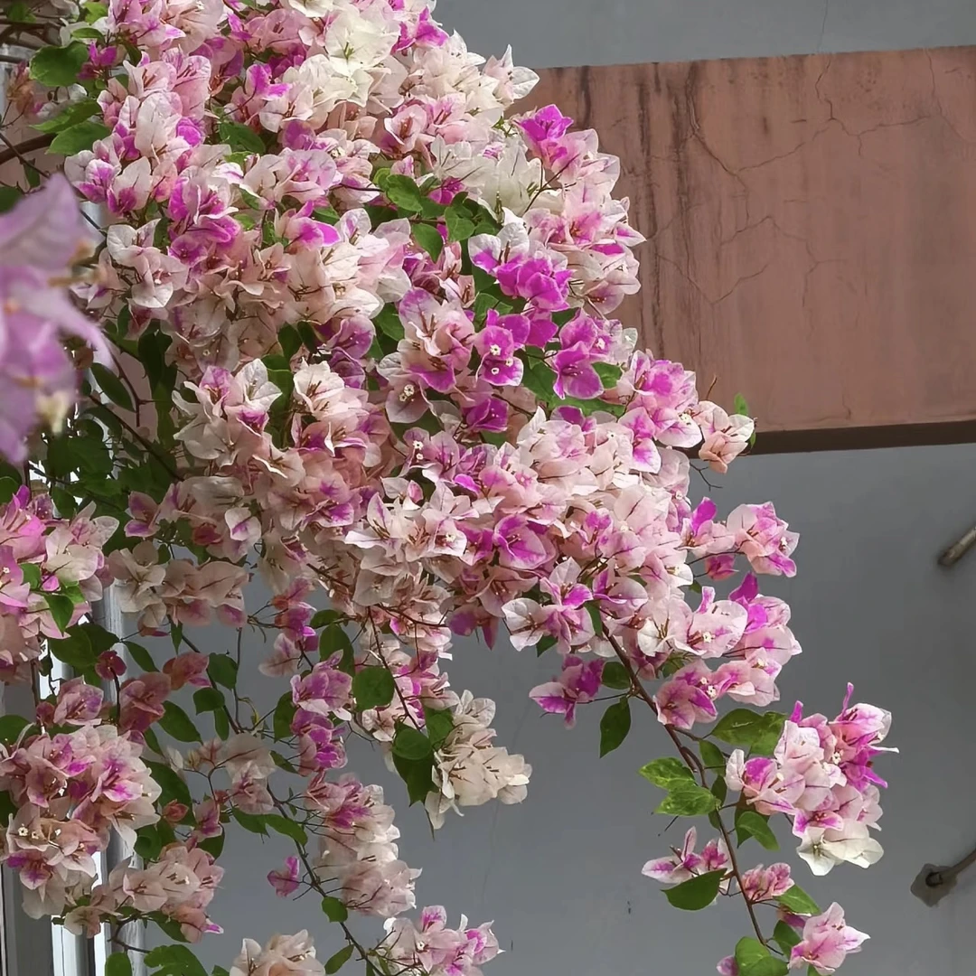 【漳红樱】勤花品种三角梅 原盆 原土 带叶带花发货