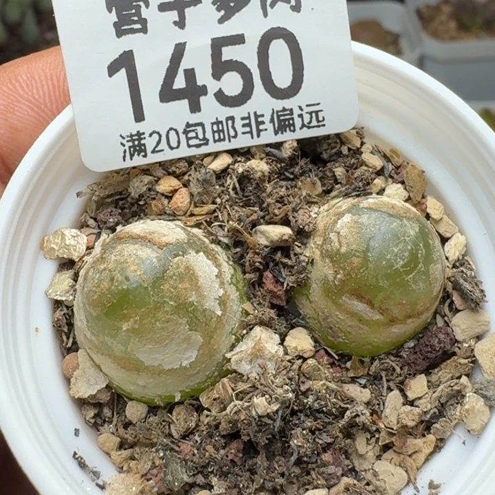 带盆土灯泡两颗。
