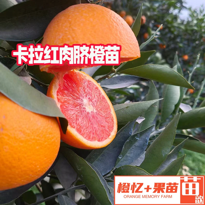 橙子果树树苗：红肉脐橙卡拉卡拉丨盆栽绿植台下地栽均可栽种原创