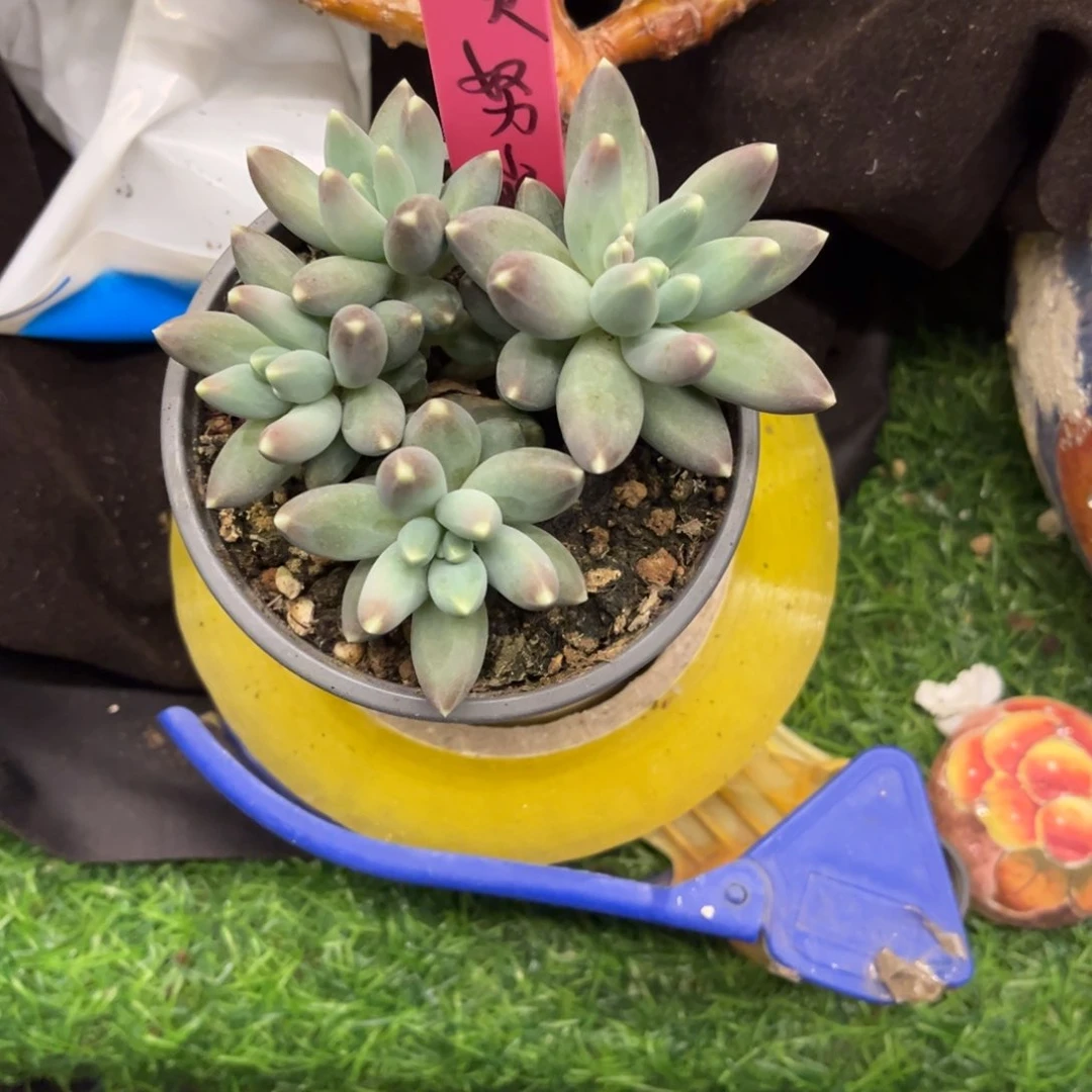 松果美人脱土发货？。。