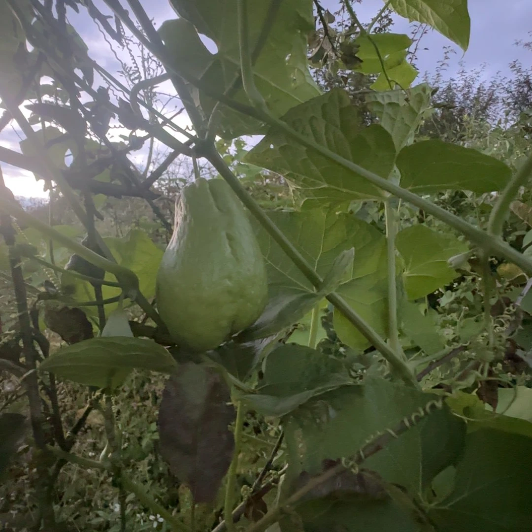 红富士苹果云南红河州西北勒高山洋丝瓜佛手瓜