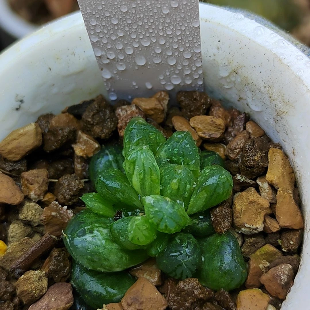 218号 玉露锦底座带苗3厘米左右一物一拍带盆满38包邮发货