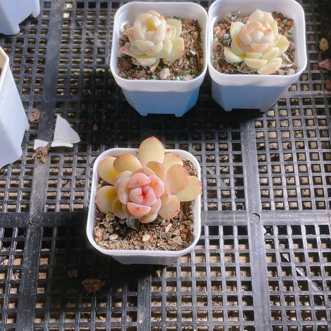 红恋盆一个满25包邮