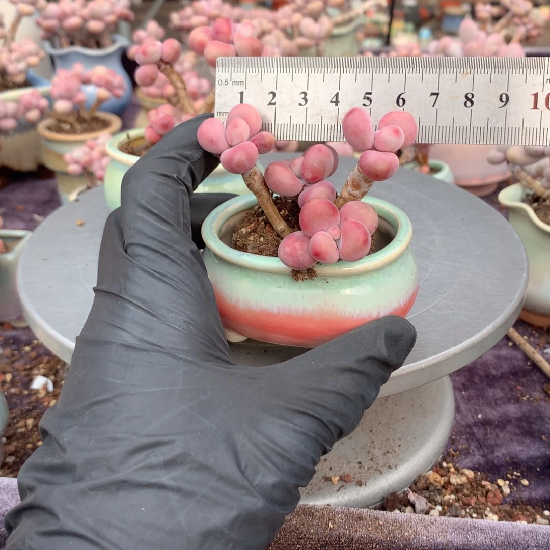 6号带盆偏远地区不包邮的
