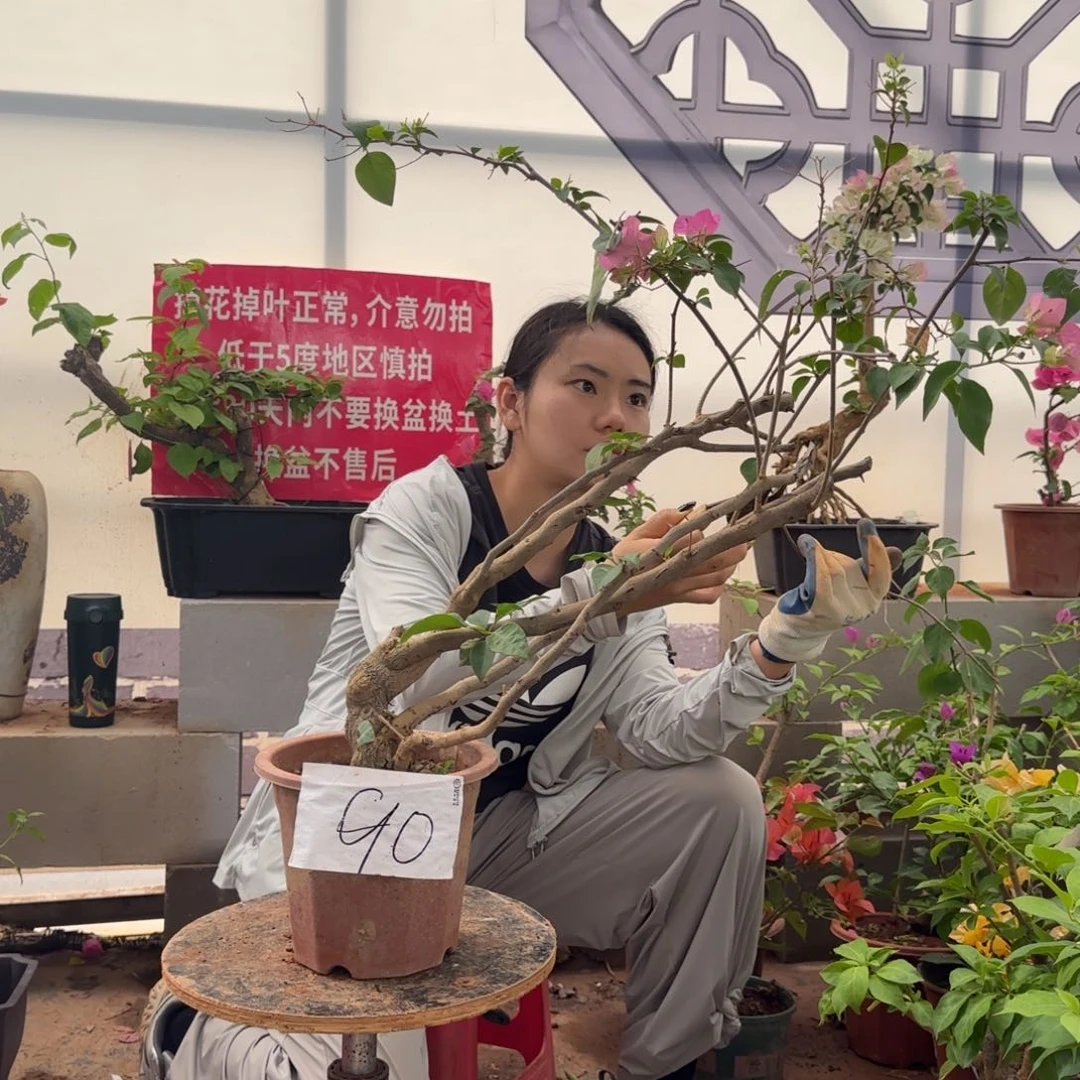 大部分花苞少量开放