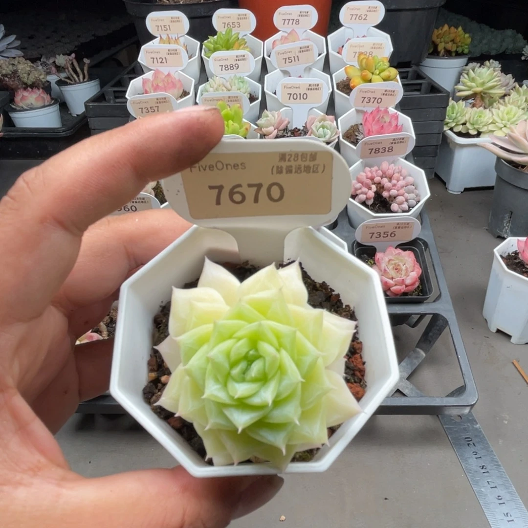 7670白天鹅4.0厘米
