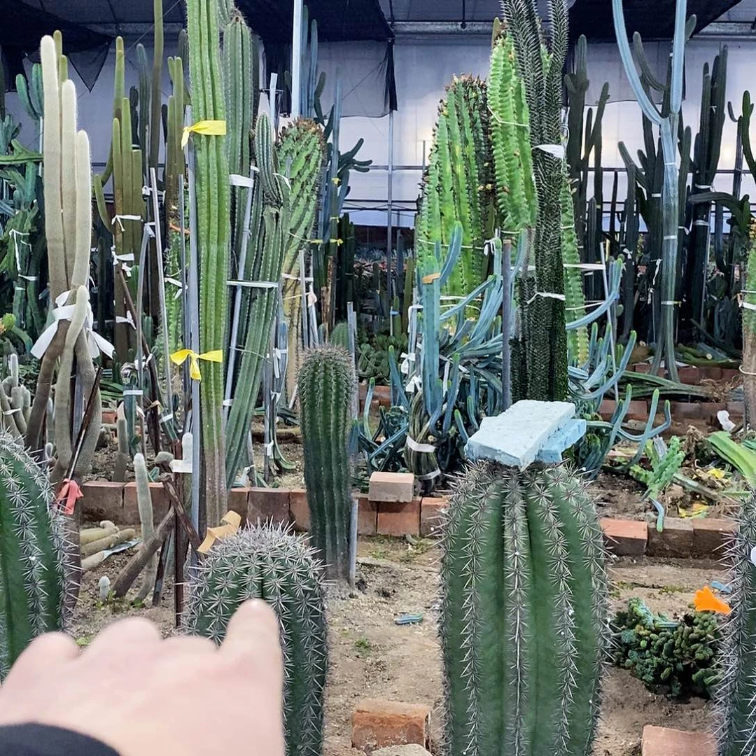 土***豆29号选手。