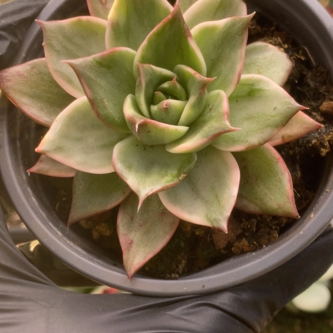 023东云杂锦锦锦锦锦锦