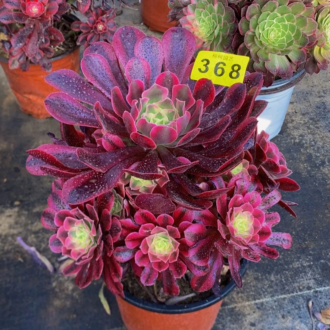 多肉美杜莎368000