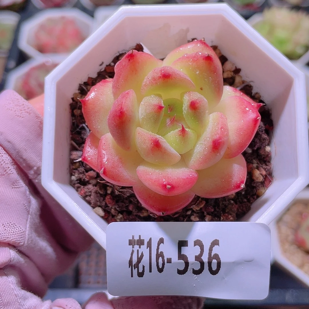 花利美16-536精选糖心