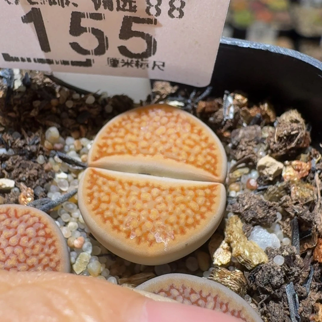 Ssss精品生石花155 细线厘