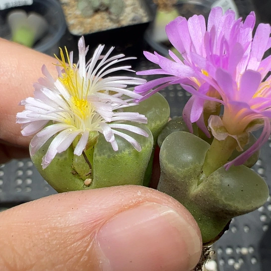 【闪购商品】110……