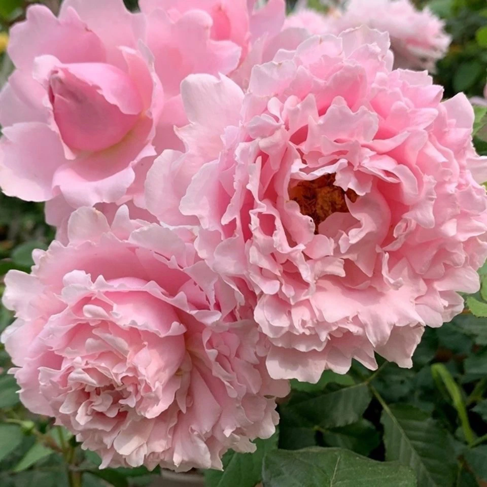 新品索菲罗莎月季多季开花粉色月季花特大花朵浓香型玫瑰阳台庭院