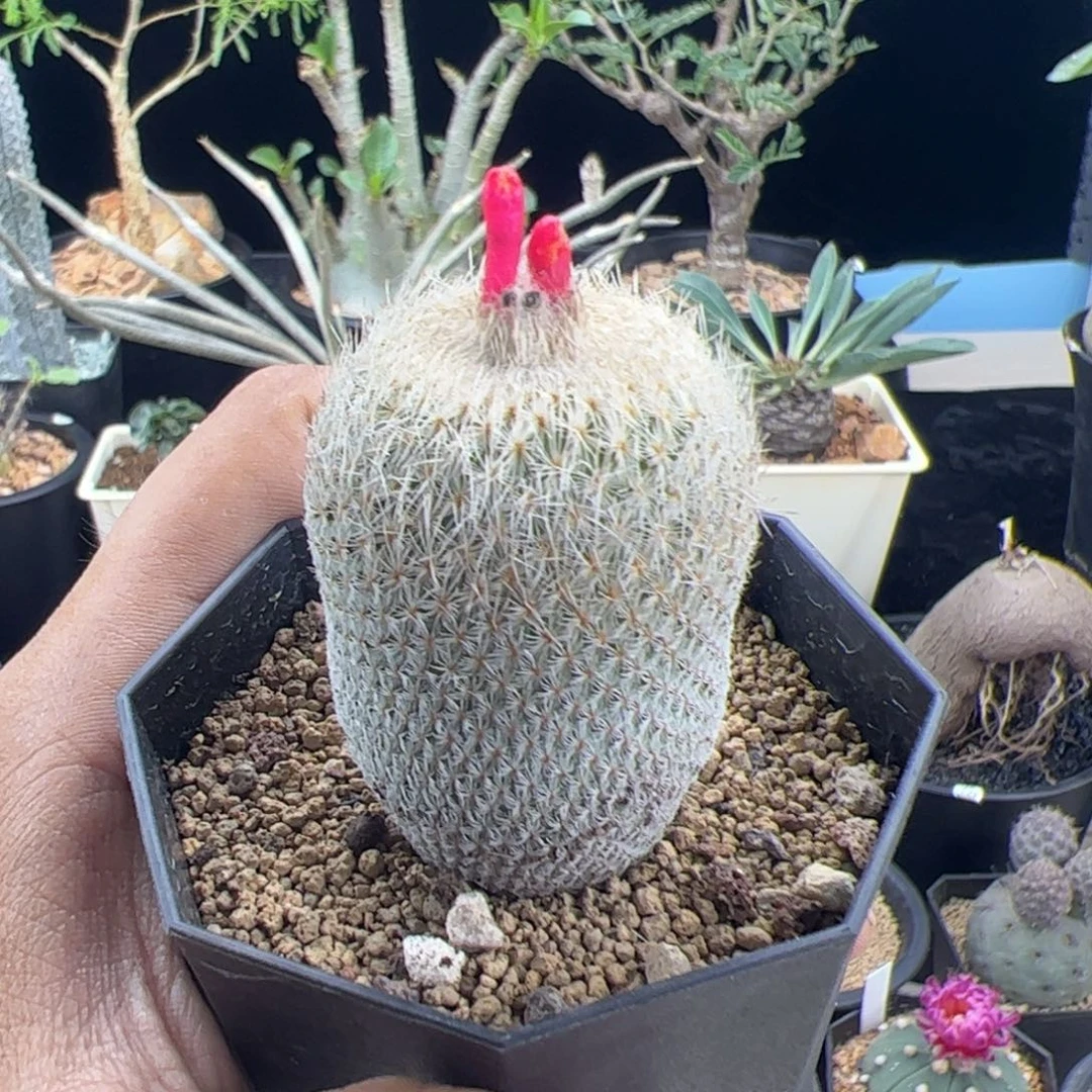 月世界3+一物一拍默认脱土发