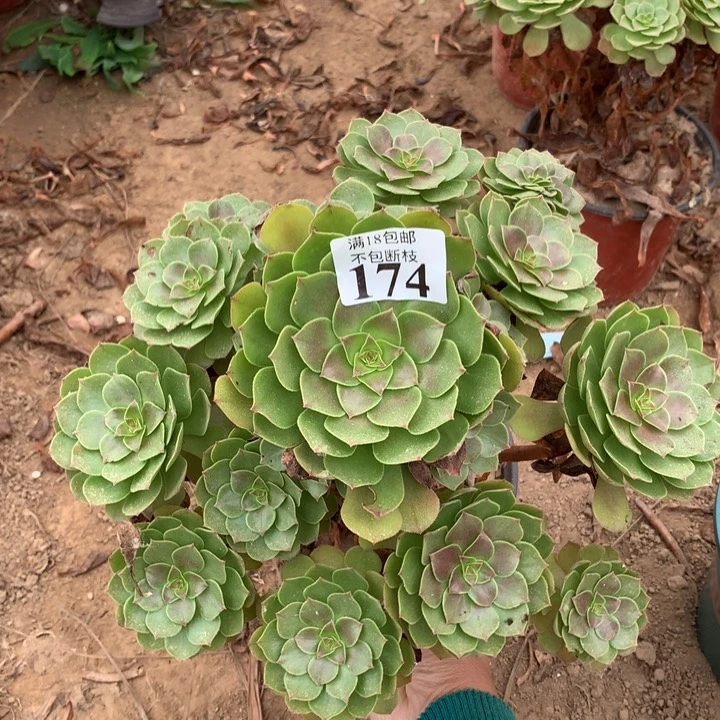 174沙拉碗大手捧1号