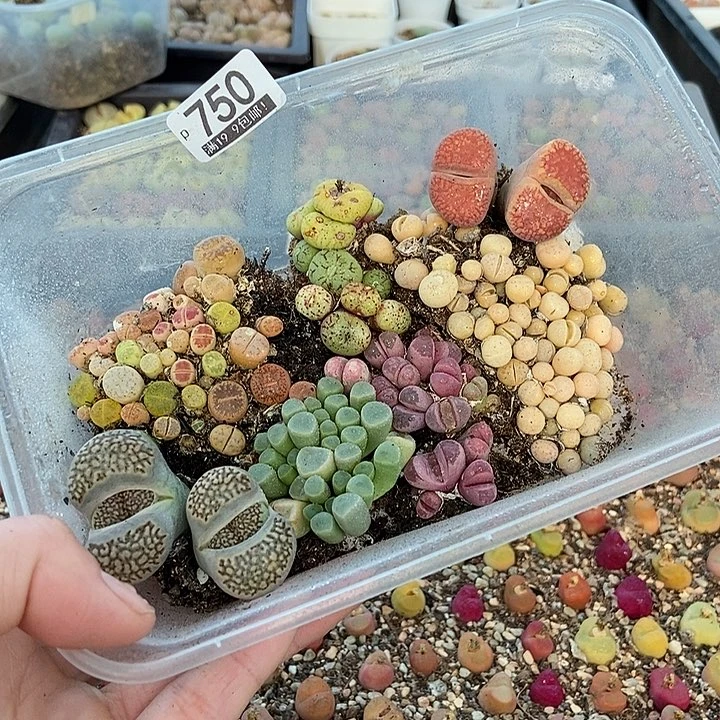 大舅生石花肉锥多肉750