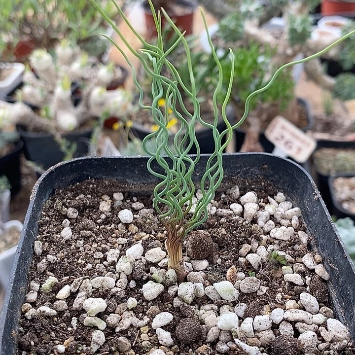 815方便面弹簧草带盆一一一一