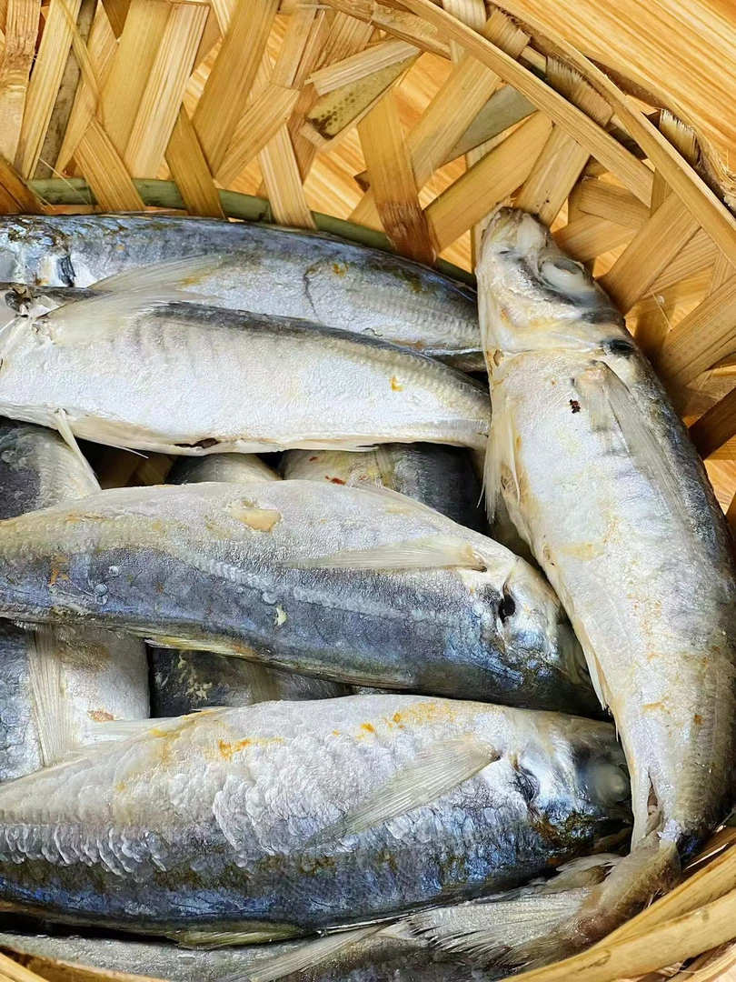 潮汕新鲜熟鱼饭巴浪鱼大条4斤