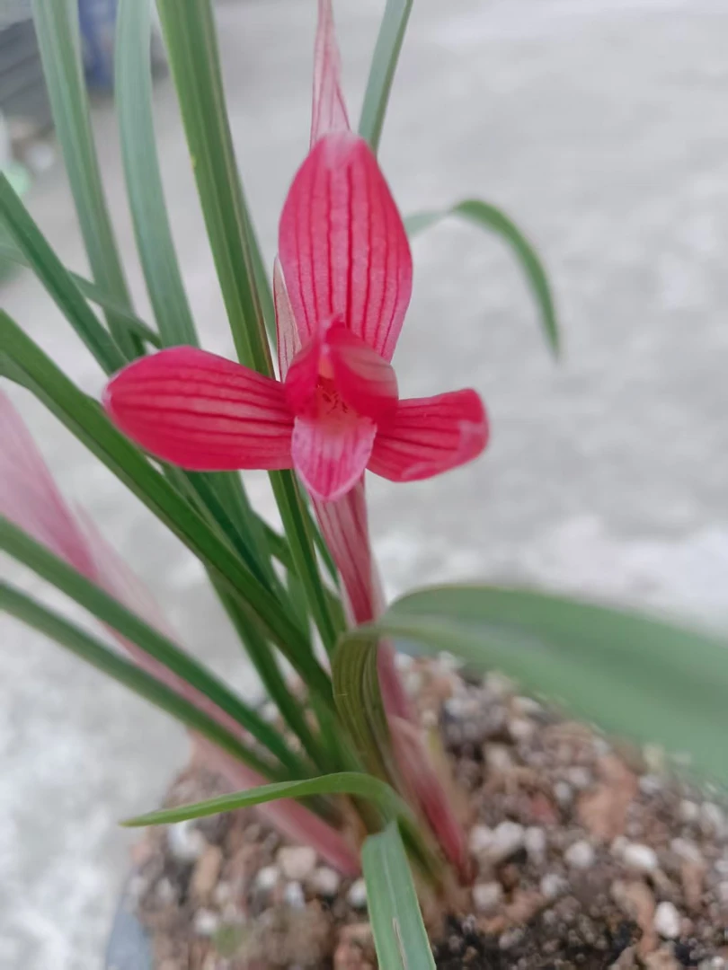 春兰新品红素春兰醉红素红素兰花花卉兰草花兰花春兰新品红素