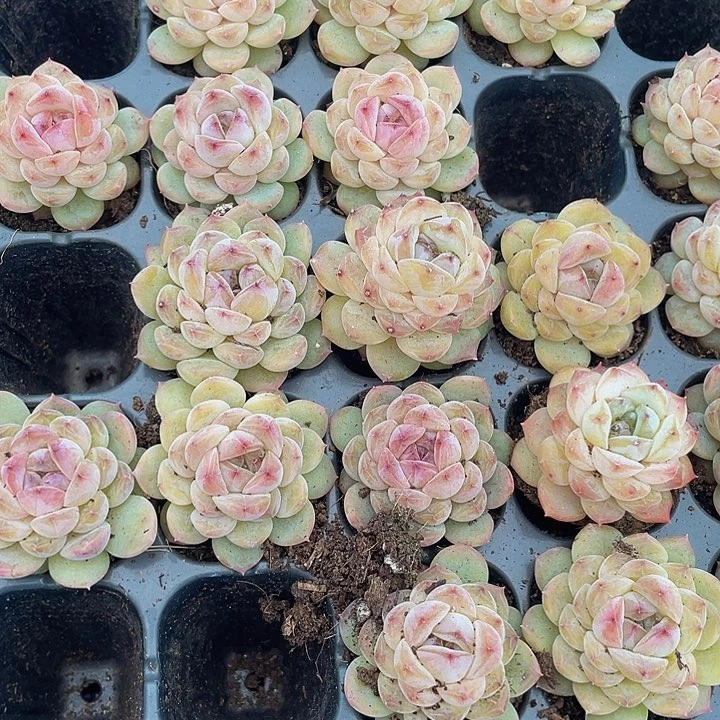 小冰葡萄1元带土发