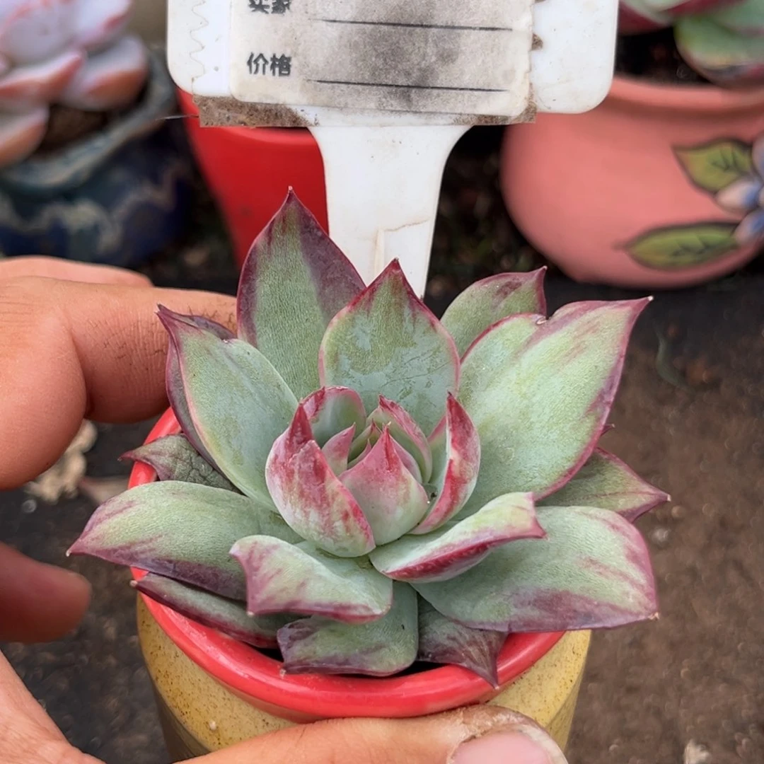 惊鸿一瞥多肉植物799