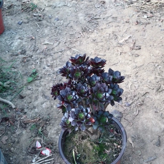 用***5黑法小朵朵多肉植物32