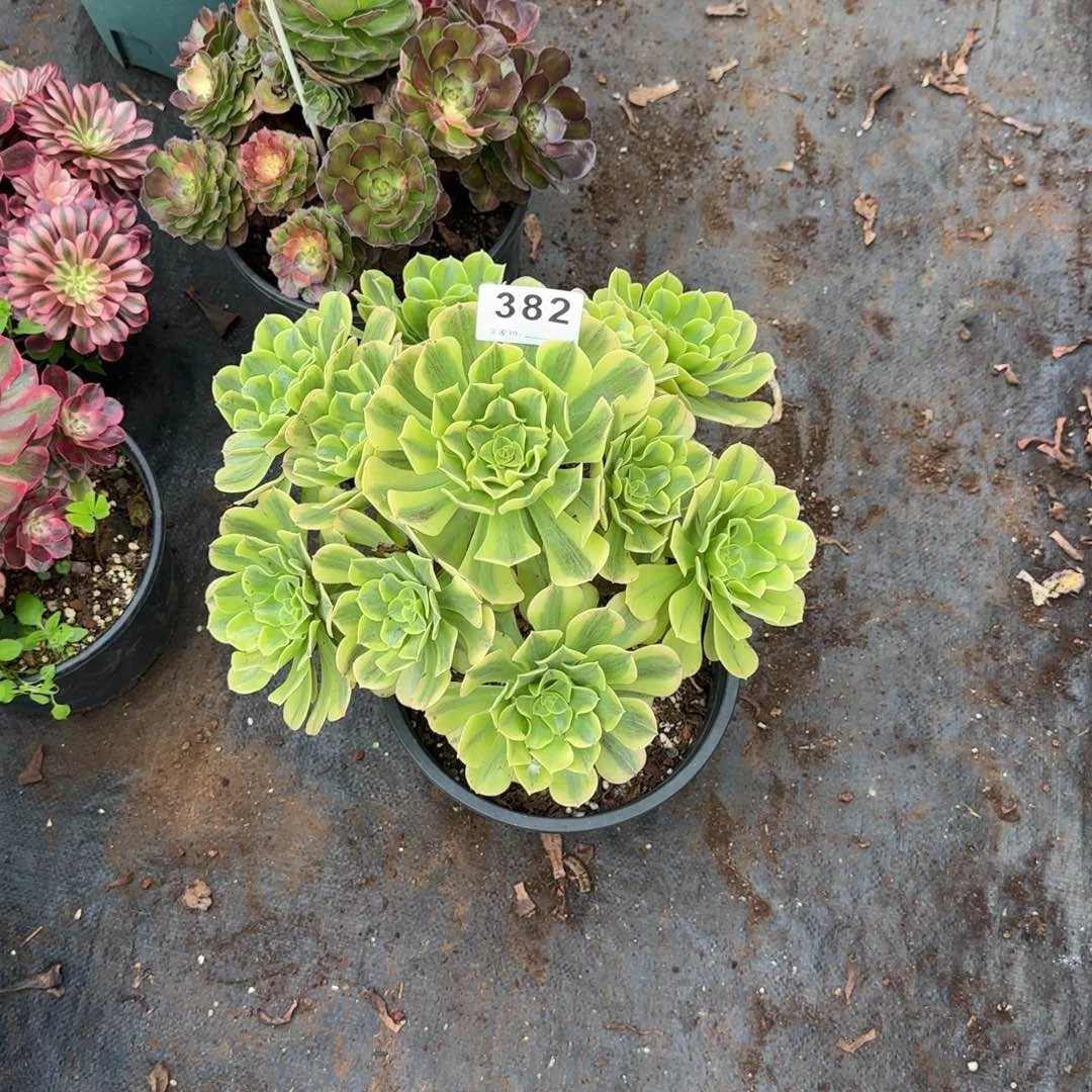 喜***奶精品多肉植物0382