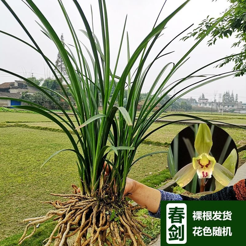 带花苞春剑 壮苗四川兰花苗兰草清香型盆栽绿植草本花卉高大直立