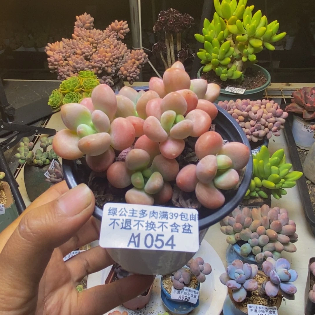 054橘子香水多肉7cm