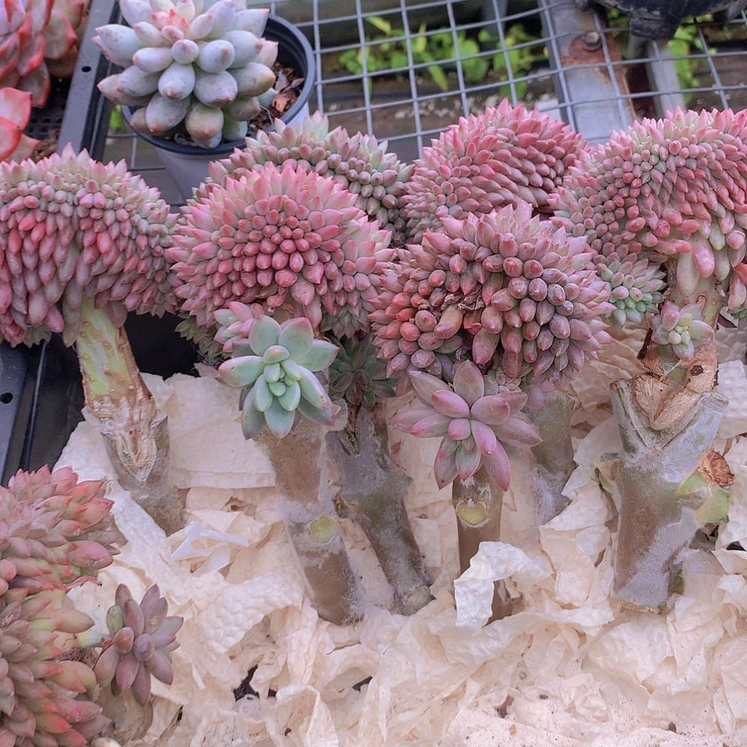 车厘子缀化4567788999