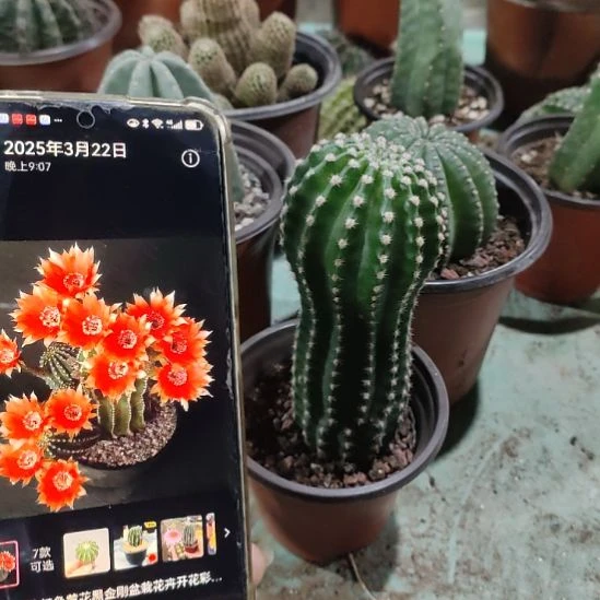 仙人球橙红金刚带盆