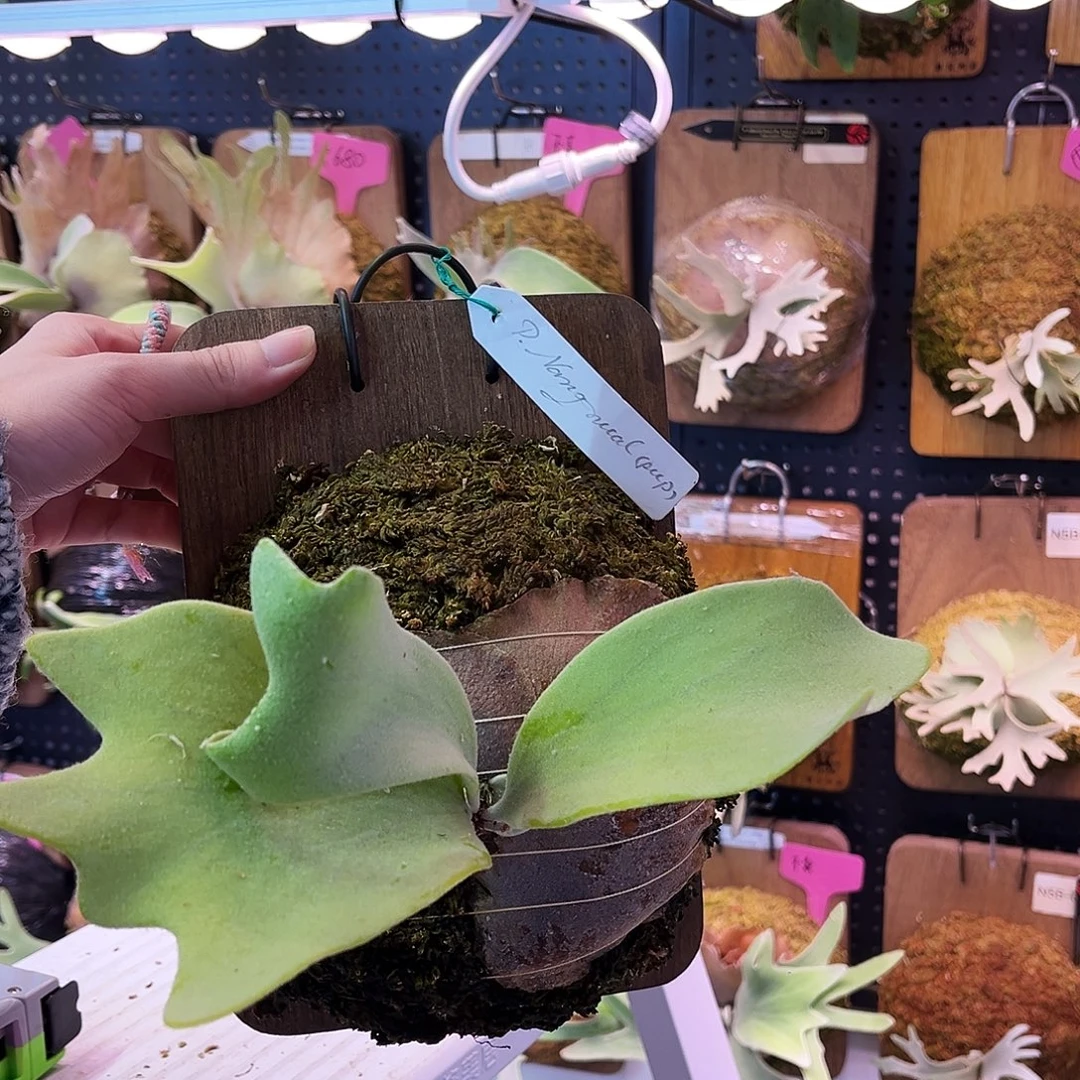 不开花植物pn海鸥