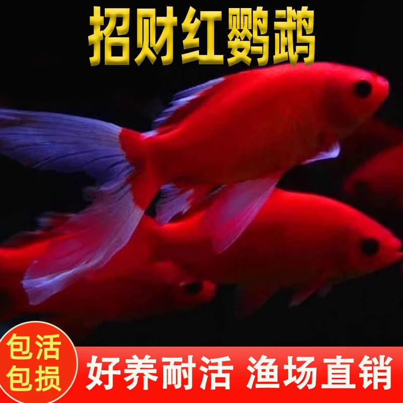 冷水鹦鹉鱼招财鱼淡水观赏鱼活鱼红鱼金鱼锦鲤苗家庭养黑眼草金