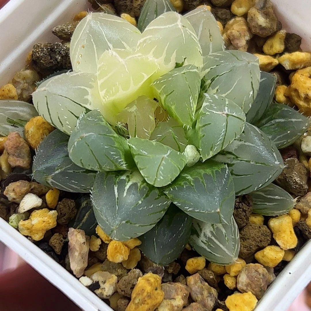 Oh锦十二卷多肉植物