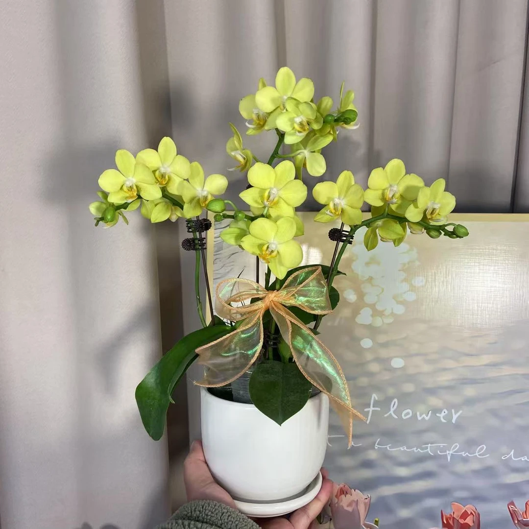 蝴蝶兰《香水黄金》 香味好养活好打理 绿植花卉广州基地直发2-4