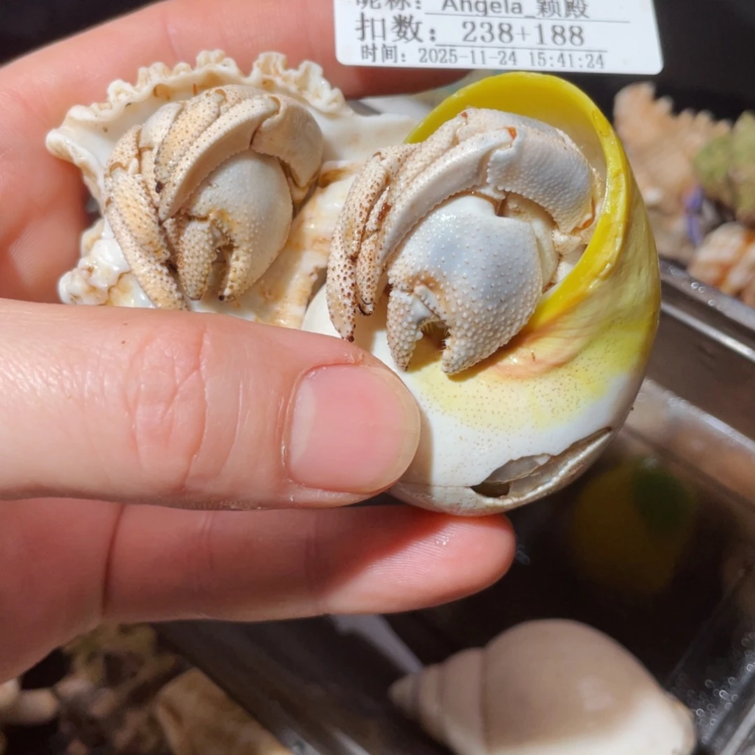 A***殿蜗居异宠寄居蟹103