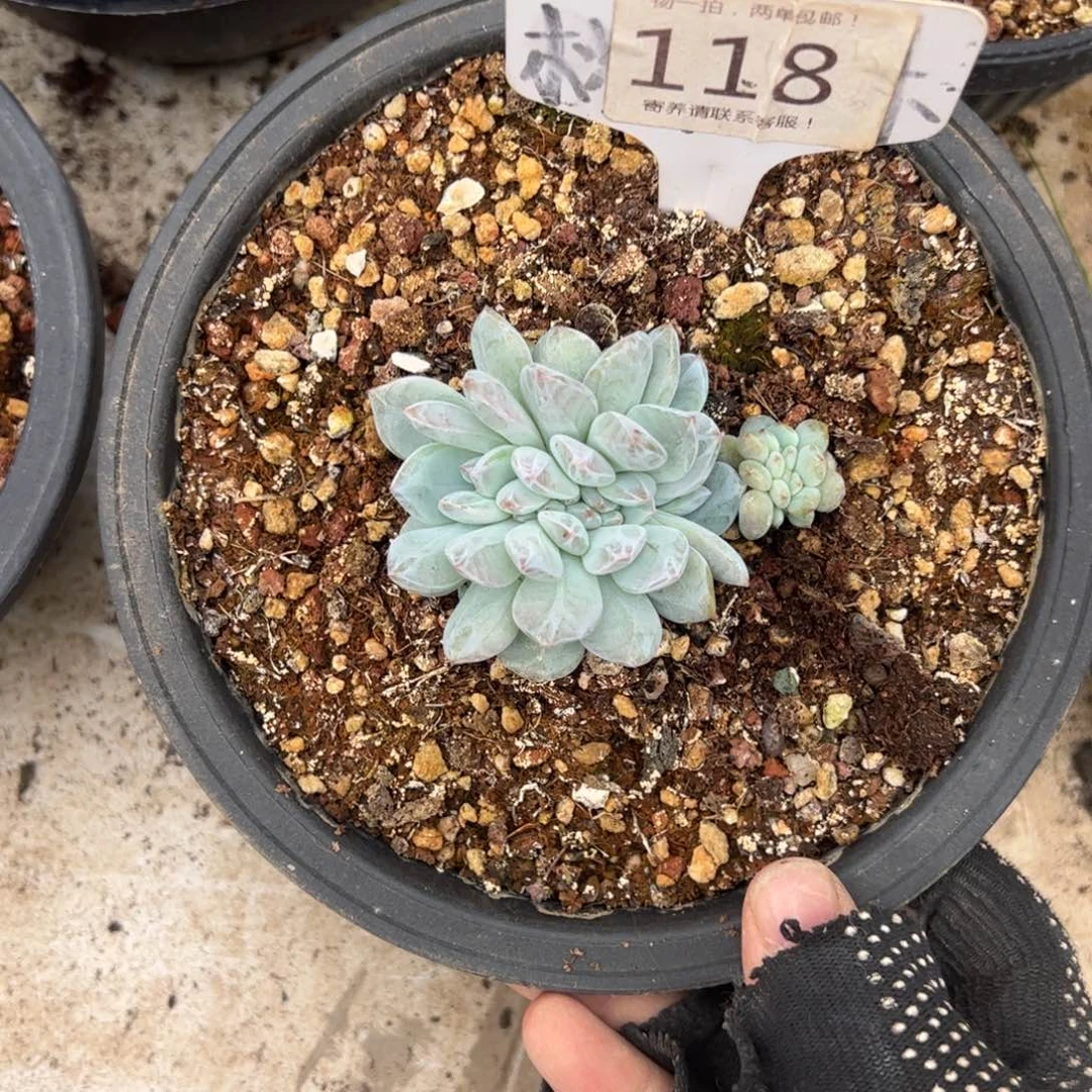 ****肉118号橙缀多肉植物